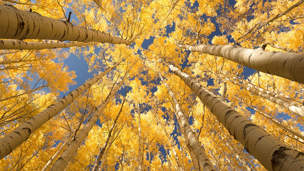 Vista para o céu pelas copas dos álamos.