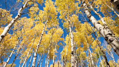 Bosque de álamos Pando em Utah, com troncos brancos e folhas douradas.