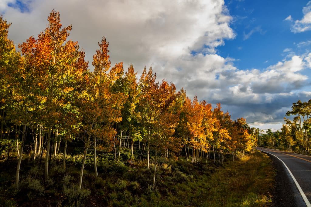 Estrada cortando o bosque Pando ao entardecer.
